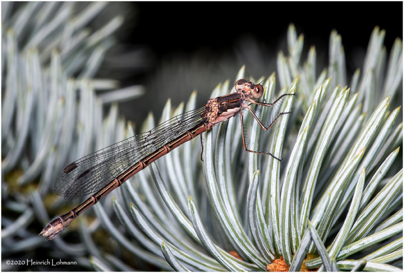 KS28315-Damsel Fly.jpg