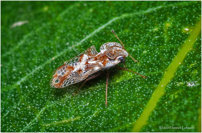 KS28383-unidentified.jpg