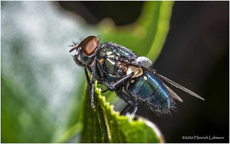 KS28695-Blue Bottle Fly.jpg