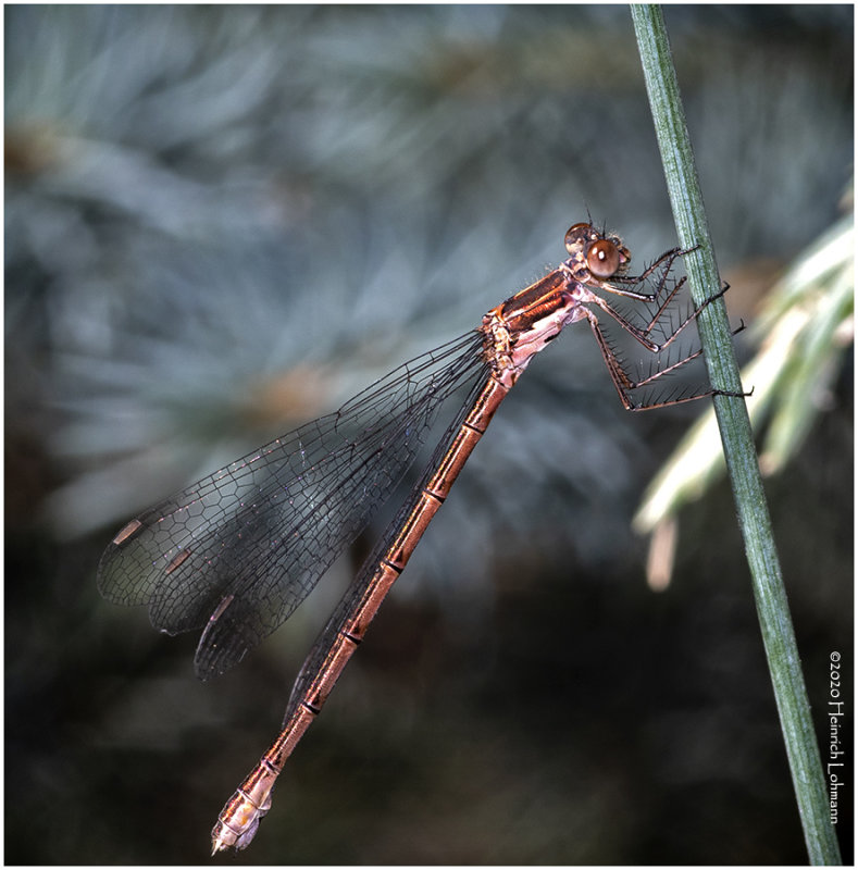 KS28699-Damsel Fly.jpg