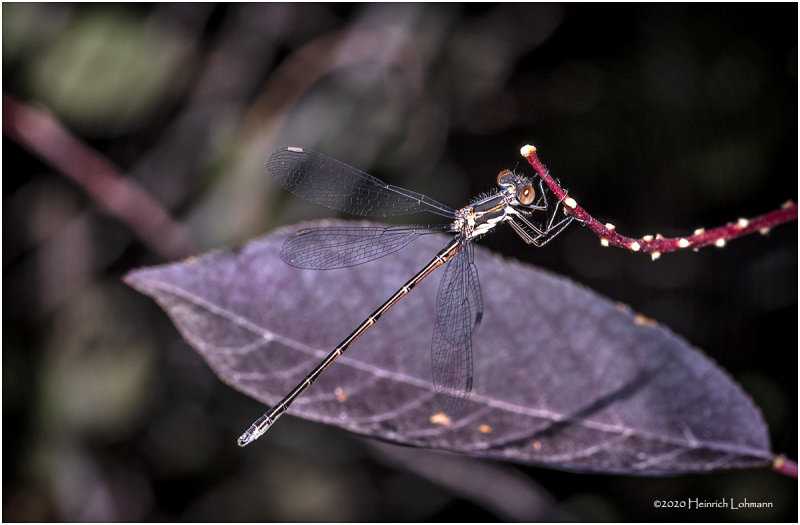 KS28745-Damsel Fly.jpg