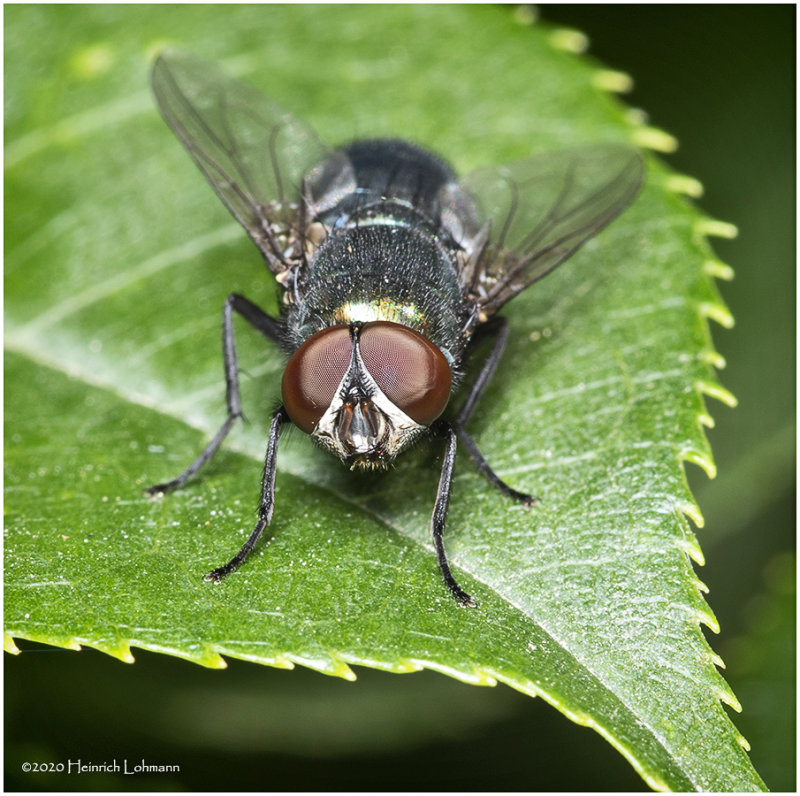 KS28768-Blue Bottle Fly.jpg