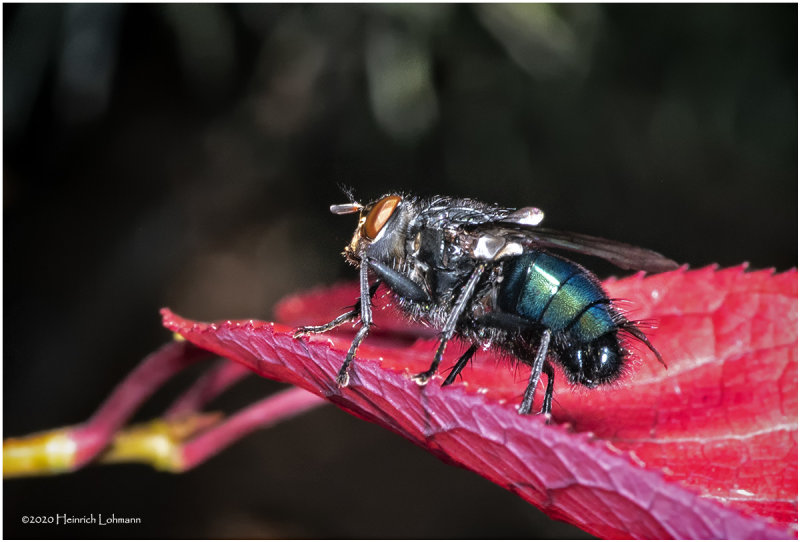 KS28793-Blue Bottle Fly.jpg