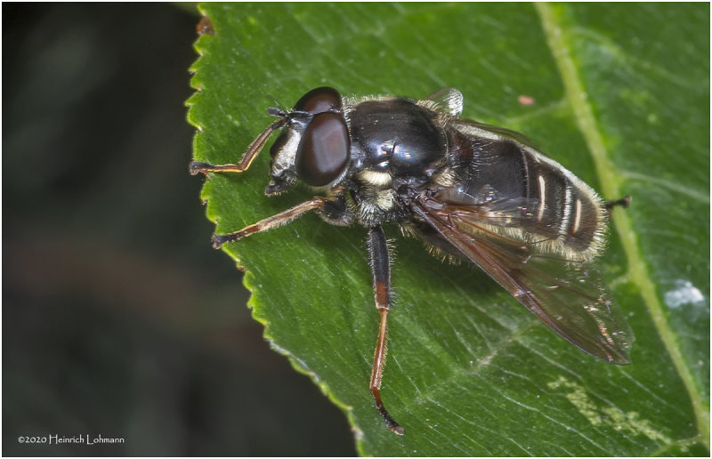 KS28797-unidentified Fly .jpg