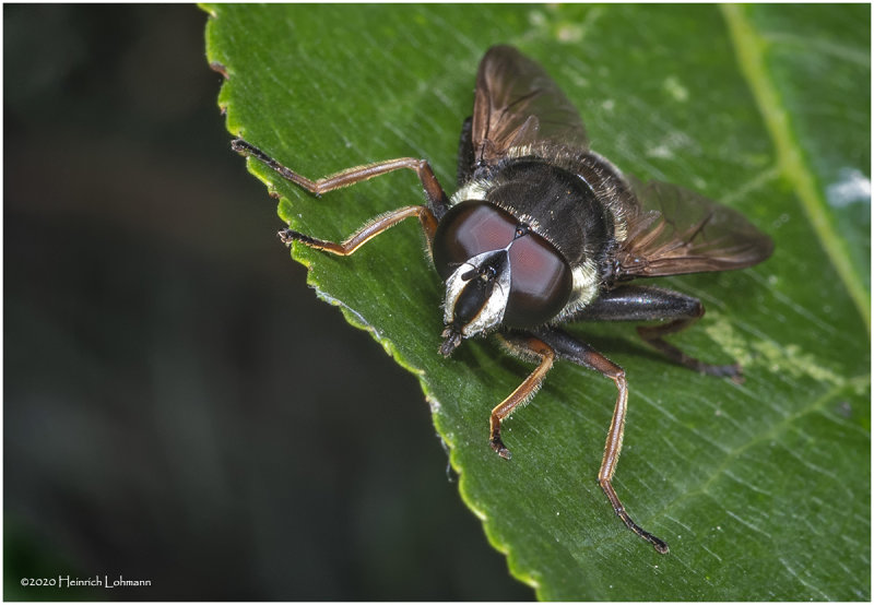 KS28802-unidentified Fly.jpg
