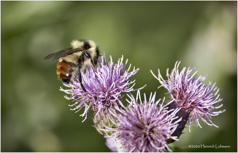KP26705-Red-Tailed Bumble Bee.jpg