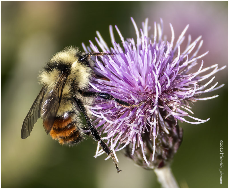 KP26729-Red-tailed Bumble Bee.jpg
