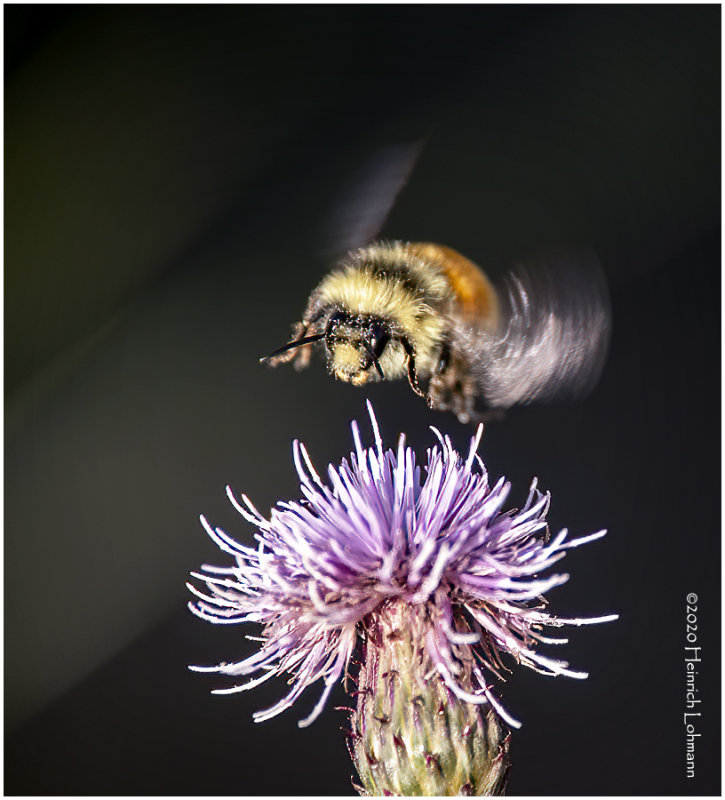 KP26816-Red-tailed Bumble Bee.jpg