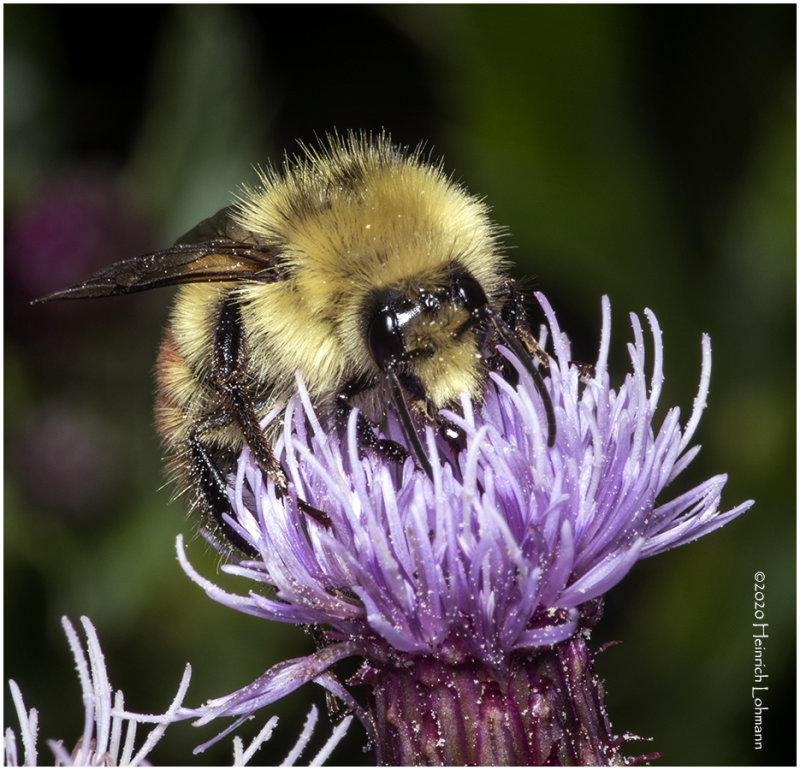 KS28836-Red-tailed Bumble Bee.jpg