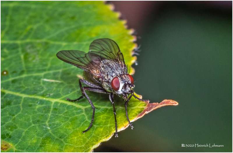 KS29052-Tachinid Fly.jpg
