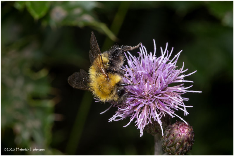 KS29138-Bumble Bee.jpg