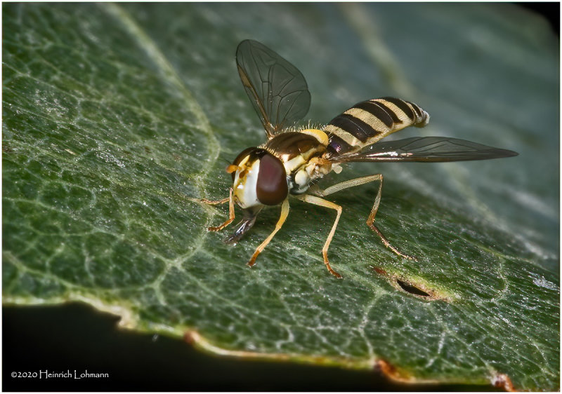 KS29249-tiny hoverfly.jpg