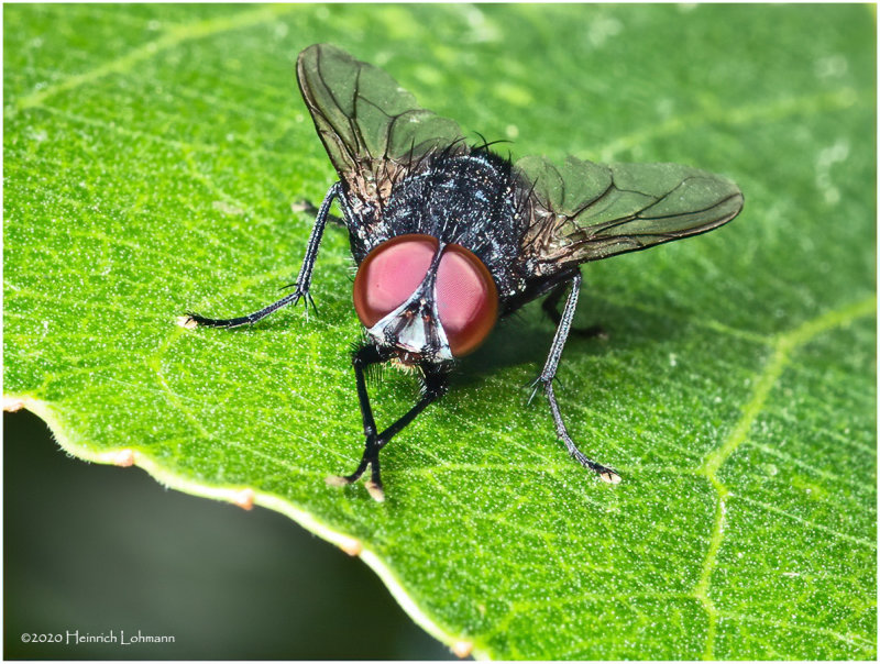 KS29289-Fly.jpg