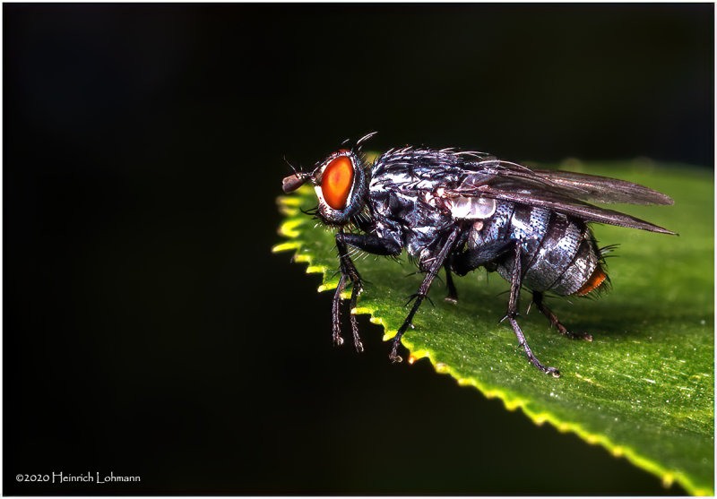 KS29296-Fly.jpg