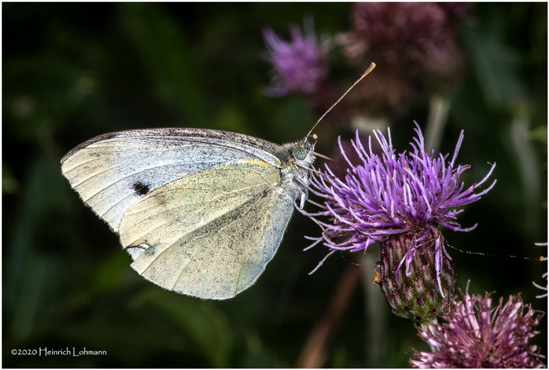 KS29317-European Cabbage Butterfly.jpg