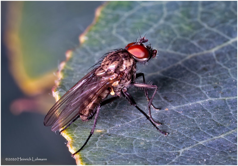 KS29377-fly.jpg