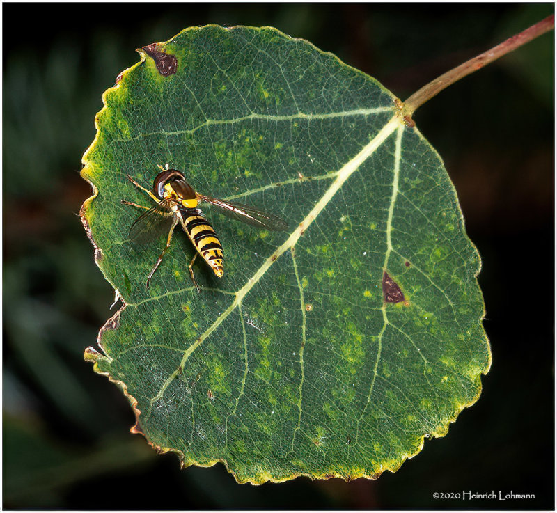 KS29467-tiny hoverfly.jpg