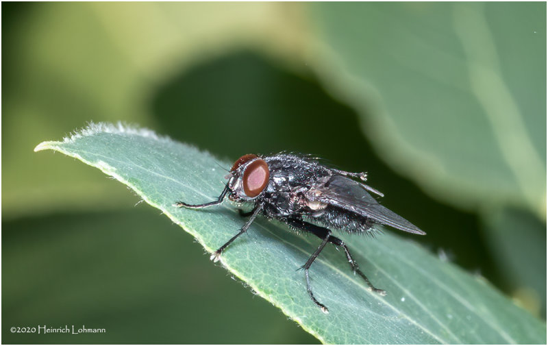 KS29538-Fly.jpg