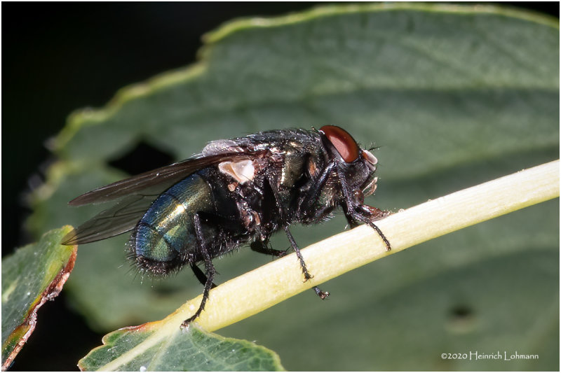 KS29542-Blue Bottle Fly.jpg