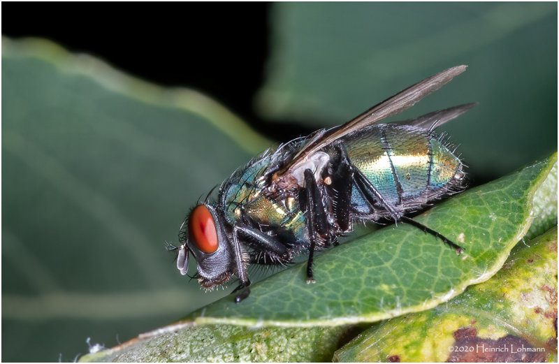 KS29606-Fly.jpg