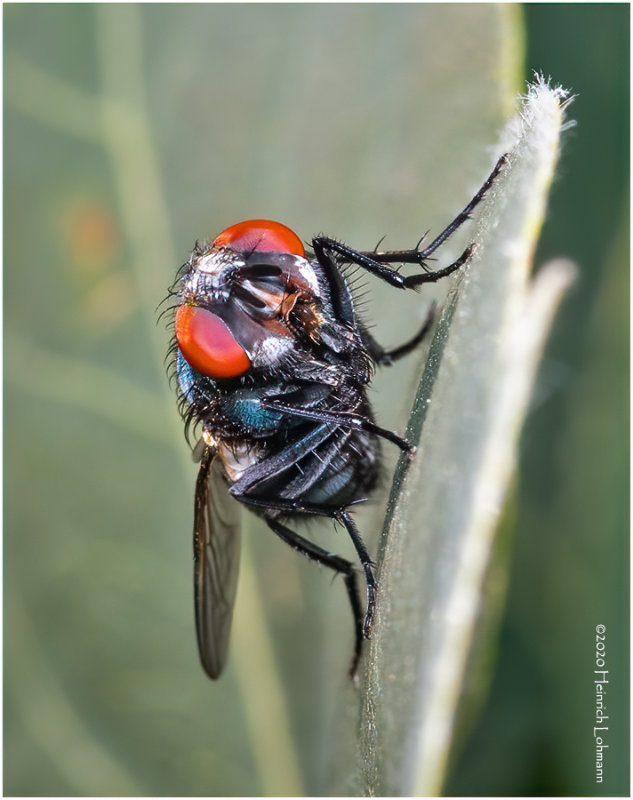 KS29633-Blu Bottle Fly.jpg