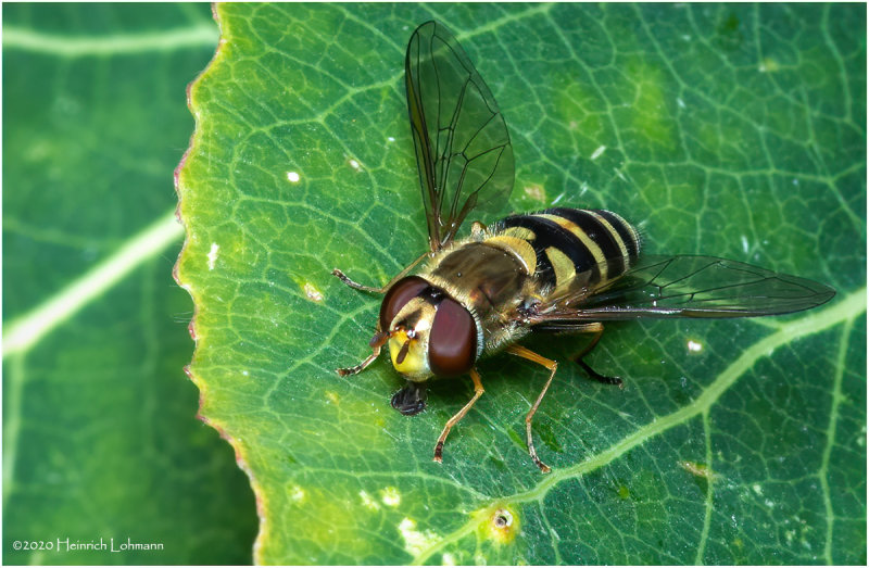 KS29672-American Hover Fly.jpg
