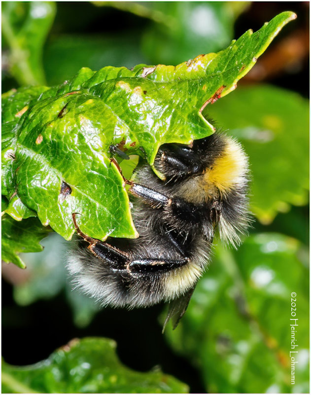 KS29875-Bumble Bee.jpg