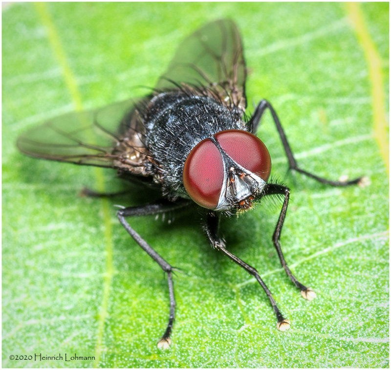 KS29906-Fly.jpg