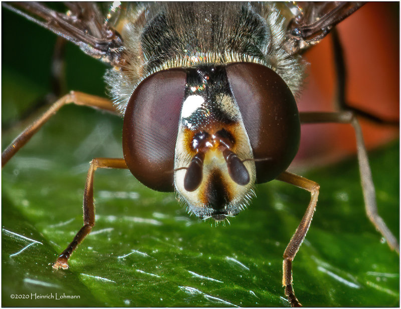 KS29922-small Hover Fly.jpg