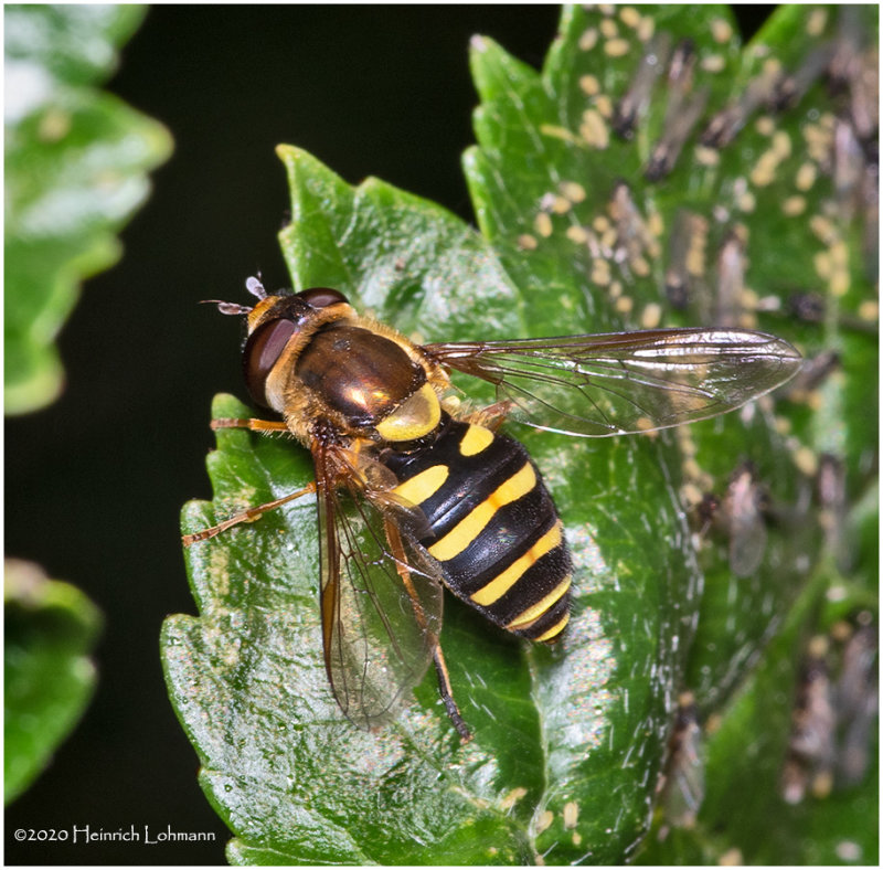 KS29950-American Hover Fly.jpg