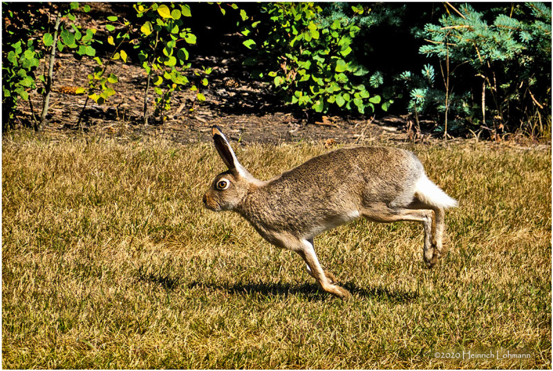 DSC2788-Hare.jpg