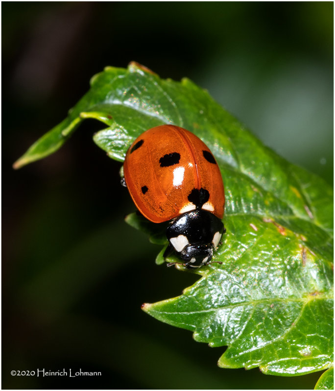 KS29976-Lady Bug.jpg