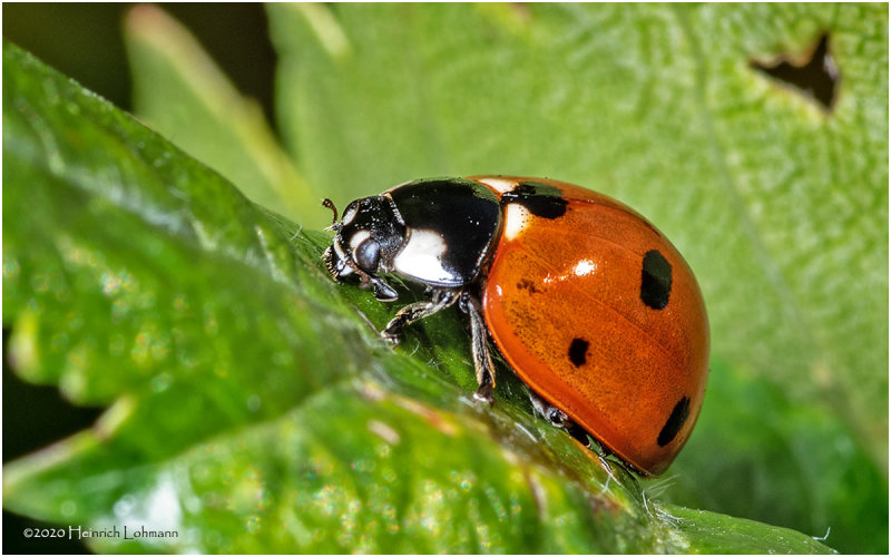 KS29998-Lady Bug.jpg