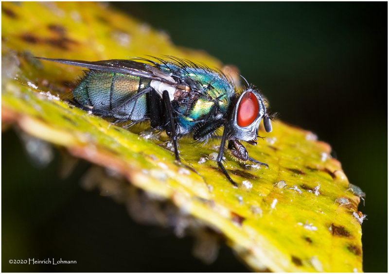 KS22112-Green Bottle Fly.jpg