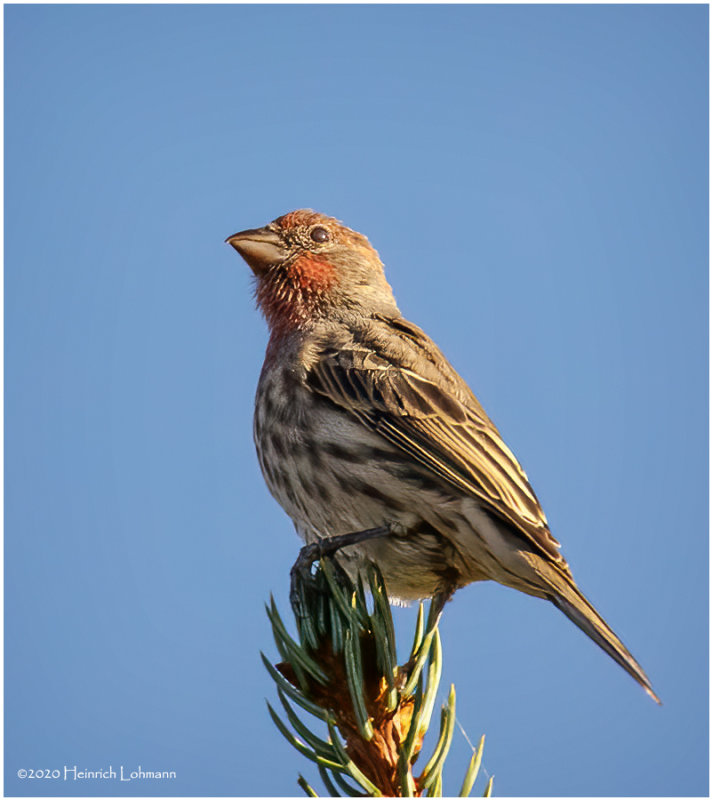 K422052-House Finch-female.jpg