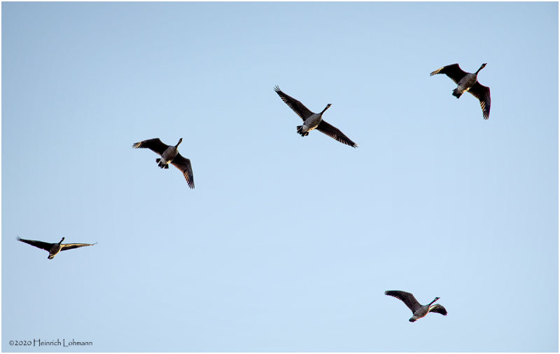 K422032-Canada Geese.jpg