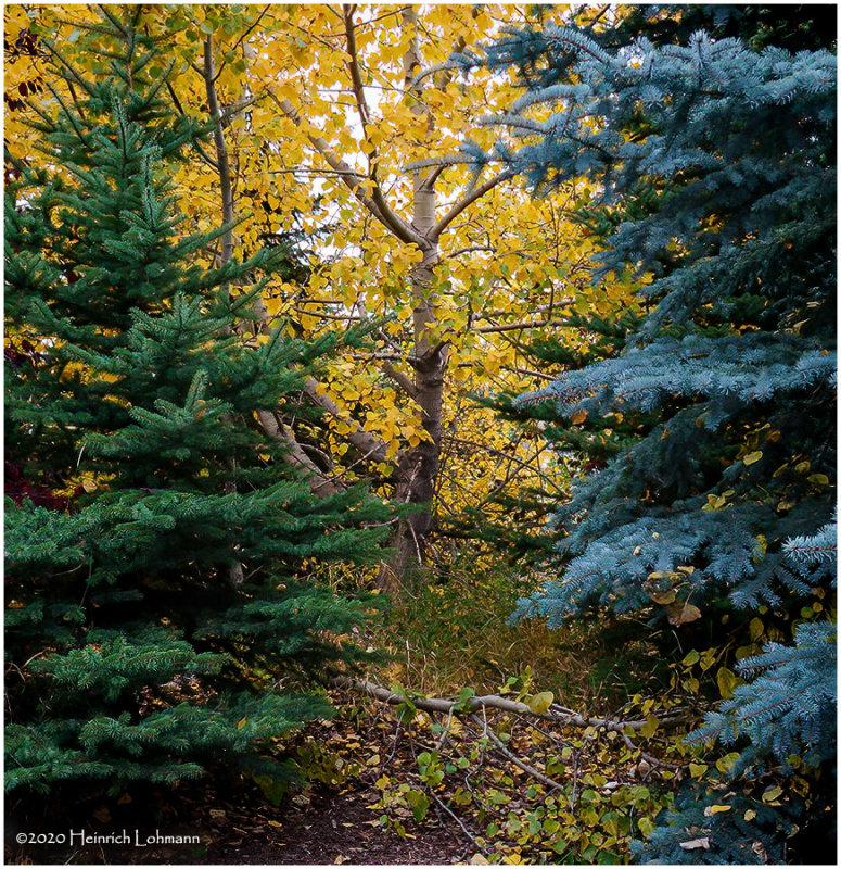 DSC3237-Fall Colours.jpg