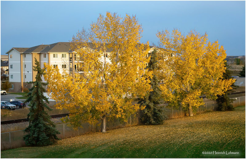 DSC3293-Airdrie.jpg