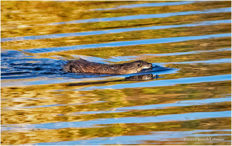 KP26939-Muskrat.jpg