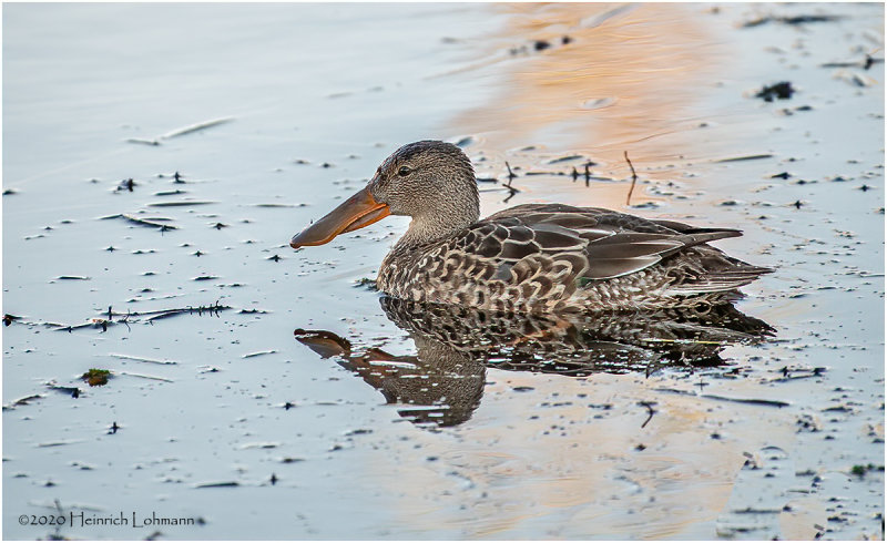 KP26951-Northern Shoveler-female.jpg