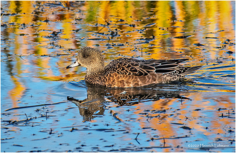 KP27033-American Wigeon-female.jpg