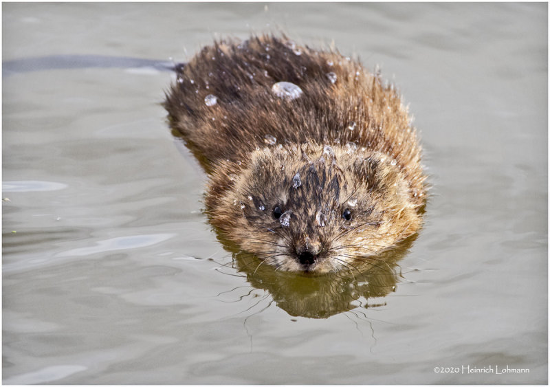 KP27249-Muskrat.jpg