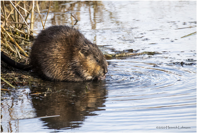 KP27641-Muskrat.jpg