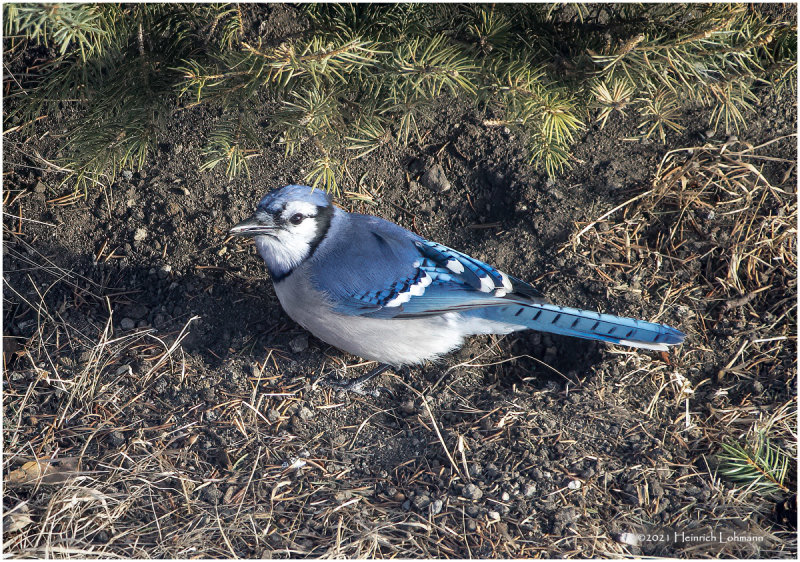 KP28492-Blue Jay.jpg