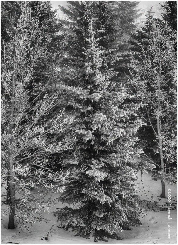 K422593-Airdrie.jpg