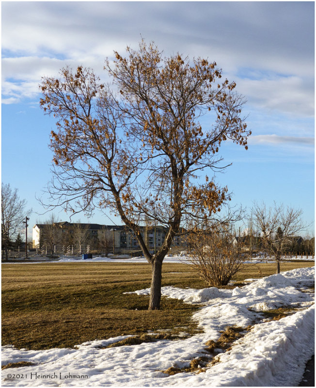 DSC4037-Airdrie.jpg