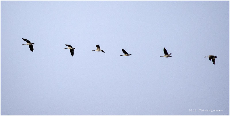 K423359-Canada Geese.jpg