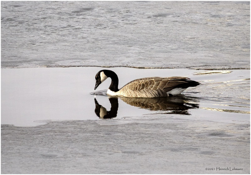 K423368-Canada Goose.jpg