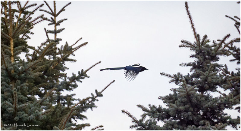 DSC4352-Black-billed Magpie.jpg