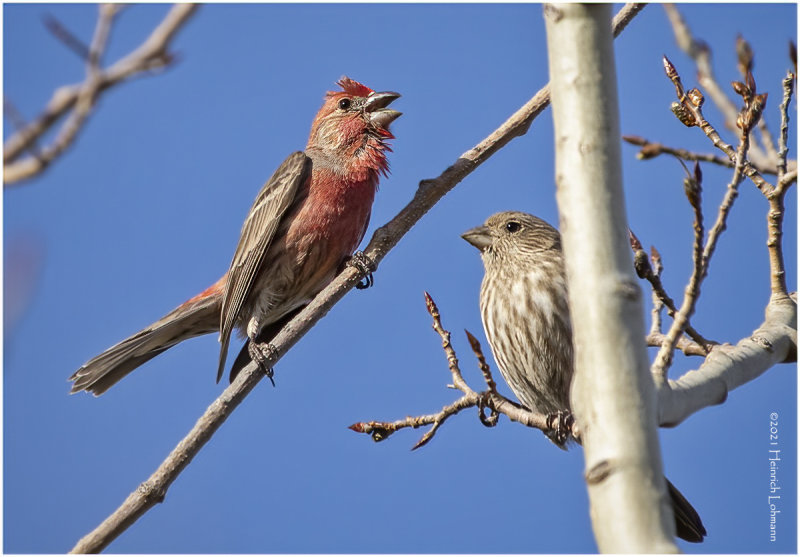 KP29287-House Finches.jpg